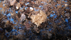 Ephydatia fluviatilis