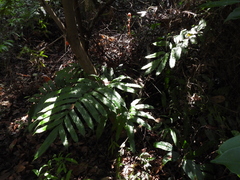 Blechnum finlaysonianum