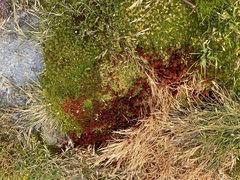 Deschampsia antarctica