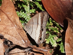 Euptychoides laccine
