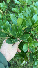 Arbutus unedo