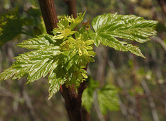 Acer glabrum douglasii