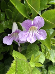 Bignonia callistegioides