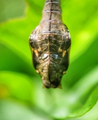 Phaedyma columella singa