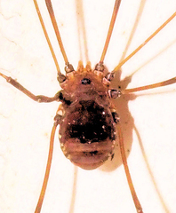 Leiobunum euserratipalpe