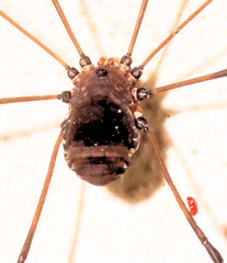Leiobunum euserratipalpe