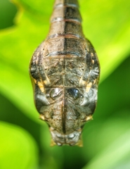 Phaedyma columella singa