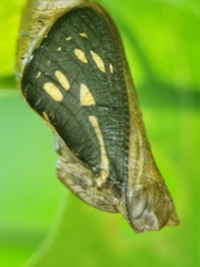 Phaedyma columella singa