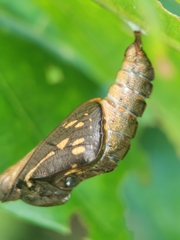 Phaedyma columella singa