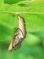 Phaedyma columella singa