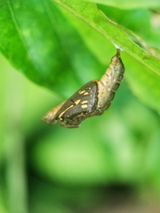 Phaedyma columella singa