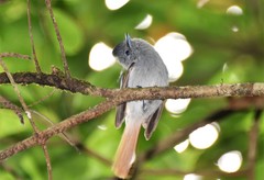 Terpsiphone bourbonnensis bourbonnensis