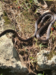 Alsophis rufiventris