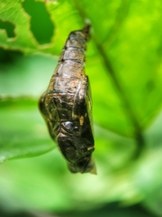 Phaedyma columella singa