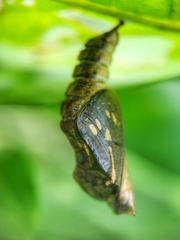 Phaedyma columella singa