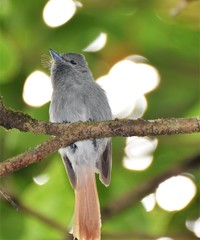 Terpsiphone bourbonnensis bourbonnensis