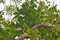 Erythroxylum laurifolium