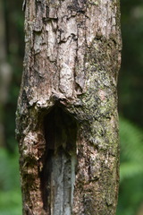 Erythroxylum laurifolium