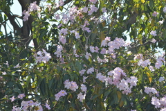 Podranea ricasoliana