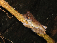 Bokermannohyla nanuzae