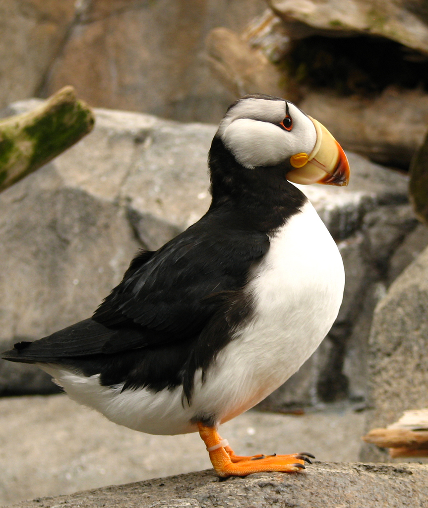 Atlantic puffin - Wikipedia