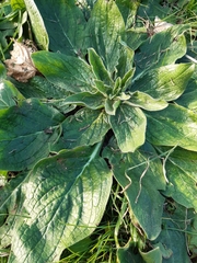 Echium plantagineum