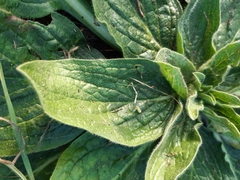 Echium plantagineum