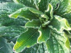 Echium plantagineum