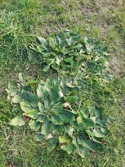 Echium plantagineum