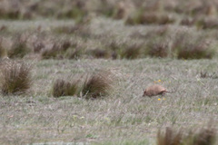 Chaetophractus vellerosus