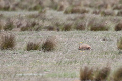 Chaetophractus vellerosus