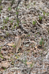 Liolaemus wiegmannii