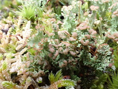 Cladonia ramulosa