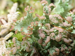 Cladonia ramulosa