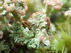 Cladonia ramulosa