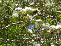 Crataegus marshallii