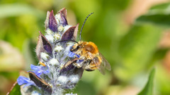 Eucera