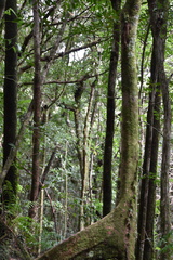 Calophyllum tacamahaca