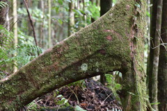 Calophyllum tacamahaca