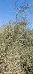 Retama raetam