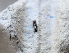 Blastodacna hellerella
