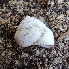 Sphincterochila aharonii