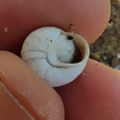 Sphincterochila aharonii