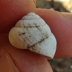 Sphincterochila aharonii