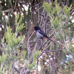 Diglossa carbonaria