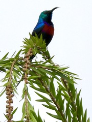 Cinnyris erythrocercus