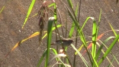 Sporophila caerulescens