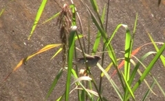 Sporophila caerulescens