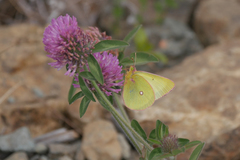 Colias occidentalis