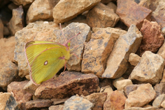 Colias occidentalis